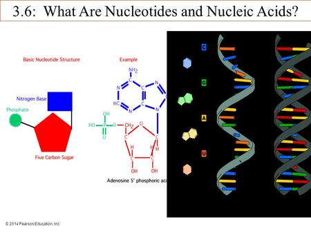 © 2014 Pearson Education, Inc. 3.6: What Are Nucleotides and Nucleic Acids?