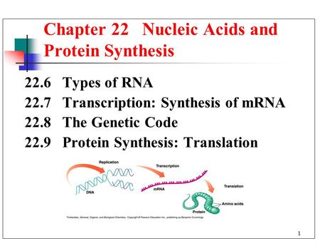 Chapter 22 Nucleic Acids and Protein Synthesis