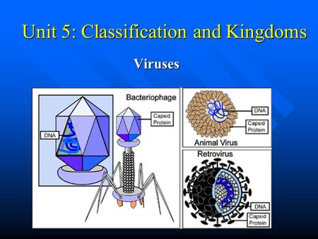 Unit 5: Classification and Kingdoms