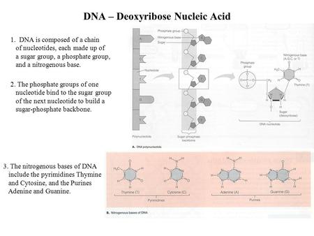 DNA – Deoxyribose Nucleic Acid 1. DNA is composed of a chain of nucleotides, each made up of a sugar group, a phosphate group, and a nitrogenous base.