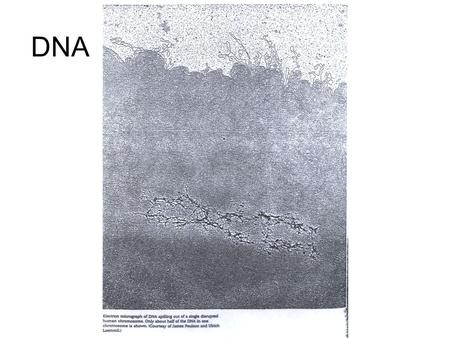 DNA. Gene Expression - Transcription Genes are expressed as encoded proteins in a 2 step process: transcription + translation Central dogma of biology: