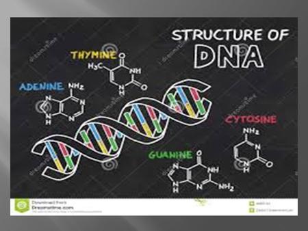  Phosphate  Pentose sugar  Nitrogenous bases purine: adinine, guanine pyramidine: thymine, cytosine, uracil.