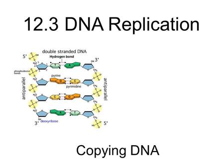 Copying DNA 12.3 DNA Replication. Which color is the sugar? Which color is phosphate? If yellow is cytosine, what color is guanine? If green is adenine,