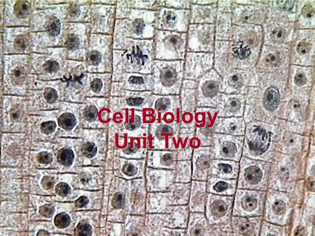 Cell Biology Unit Two. Covalent Bonds Bonds formed by the sharing of electrons between atoms.