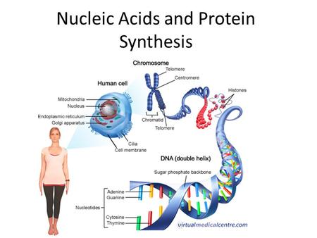 Nucleic Acids and Protein Synthesis