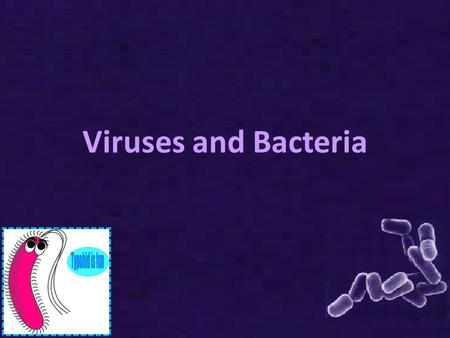 Viruses and Bacteria. Bacterial sizes Prokaryotes range from 1-5 μm Exception: – Epulopiscium fisheloni is 500 μm!