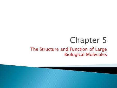 The Structure and Function of Large Biological Molecules