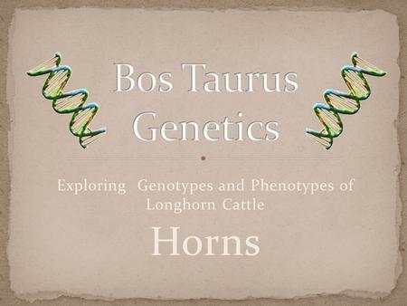 Exploring Genotypes and Phenotypes of Longhorn Cattle Horns.