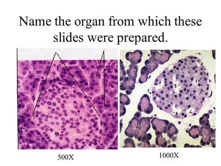 500X 1000X Name the organ from which these slides were prepared.