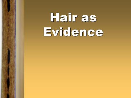 Hair as Evidence. Introduction  Human hair is one of the most frequently found pieces of evidence at the scene of a violent crime. It can provide a link.