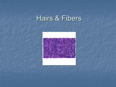 Hairs & Fibers. Purpose of Hair Hair on mammals - Hair on mammals - helps to regulate body temperature helps to regulate body temperature decrease friction.