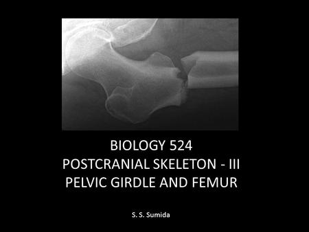 BIOLOGY 524 POSTCRANIAL SKELETON - III PELVIC GIRDLE AND FEMUR S. S. Sumida.