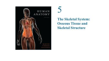 5 The Skeletal System: Osseous Tissue and Skeletal Structure.