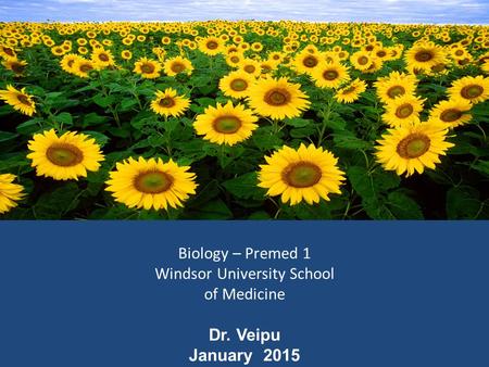 Biology – Premed 1 Windsor University School of Medicine Dr