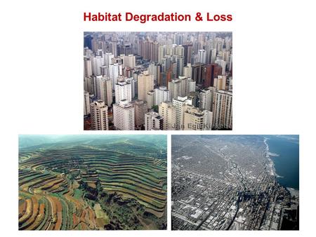 Habitat Degradation & Loss. Data for Galapagos plants from van der Werff (1983) Vegetatio Species-Area Curves No. species A very consistent pattern of.