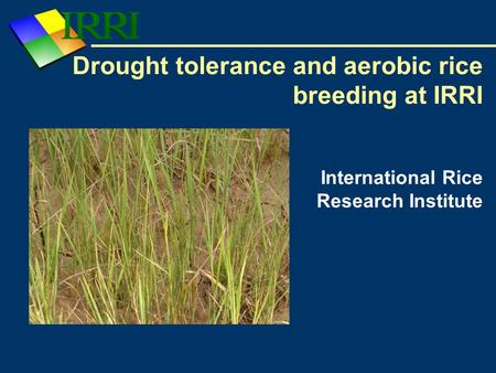 Drought tolerance and aerobic rice breeding at IRRI