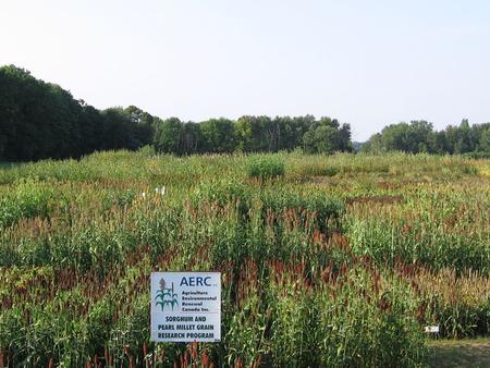 Achievements - Products Sweet Sorghum Hybrids Biomass yield and Brix rate in sandy soil at Delhi, Ontario.