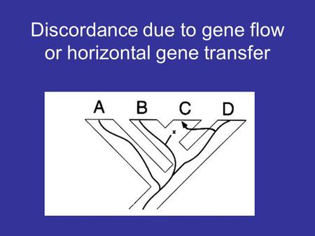 Discordance due to gene flow or horizontal gene transfer.