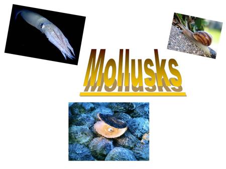 Molluscs or mollusks are an important phylum of invertebrate animals. There are about 93.000 recognised species. Most of them are marine,but they can.