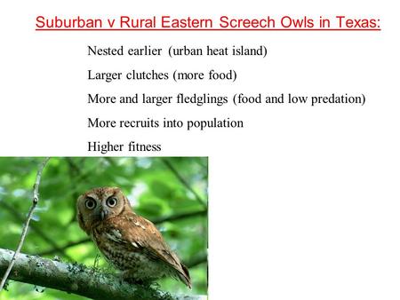 Suburban v Rural Eastern Screech Owls in Texas: Nested earlier (urban heat island) Larger clutches (more food) More and larger fledglings (food and low.