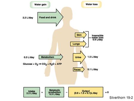 1 Silverthorn 19-2. 2 If we are denied water, we need to excrete less If we drink a lot of water, we need to excrete more (while still excreting the appropriate.