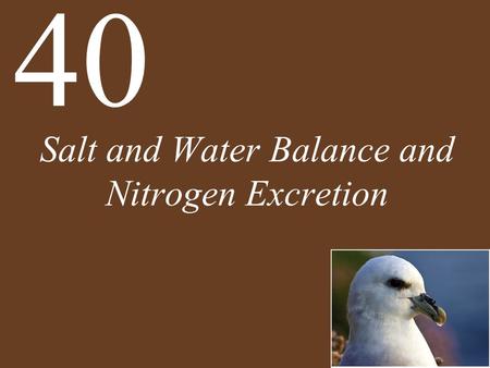 Salt and Water Balance and Nitrogen Excretion 40.