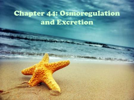 Chapter 44: Osmoregulation and Excretion. Overview: A Balancing Act Animals must maintain water and solute concentration within certain limits. – An extreme.