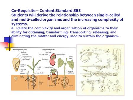 Co-Requisite – Content Standard SB3 Students will derive the relationship between single-celled and multi-celled organisms and the increasing complexity.