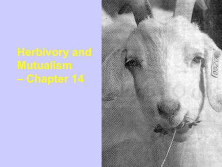 Herbivory and Mutualism – Chapter 14. How Can The World Be Green? Some herbivorous populations may evolve self- regulatory mechanisms that prevent them.