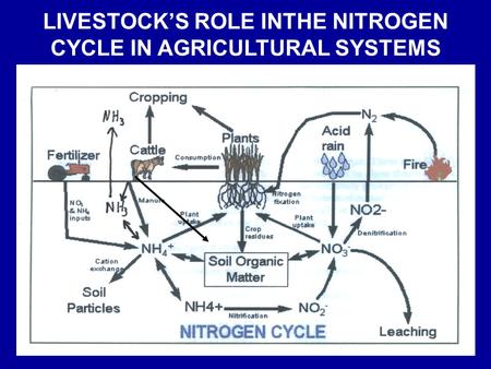 LIVESTOCK’S ROLE INTHE NITROGEN CYCLE IN AGRICULTURAL SYSTEMS.