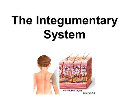 The Integumentary System