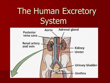 The Human Excretory System