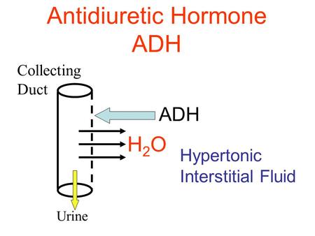 Antidiuretic Hormone ADH ADH Hypertonic Interstitial Fluid Collecting Duct H2OH2O Urine.