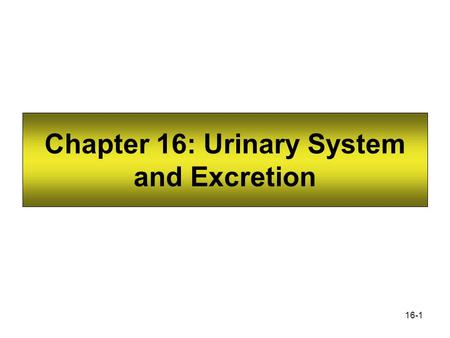 Chapter 16: Urinary System and Excretion