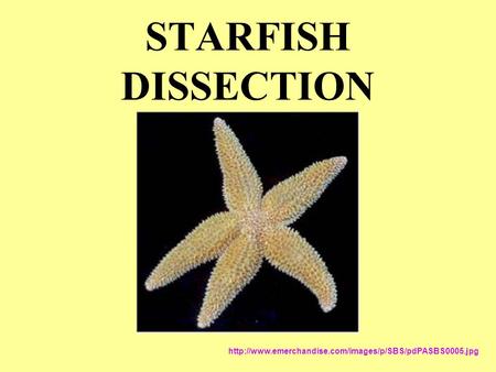 STARFISH DISSECTION