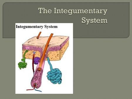  Two or more types of tissues grouped together, perform specialized functions  Largest organ?