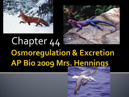 Chapter 44. 2005-2006  Living in the world organisms had a choice:  regulate their internal environment ▪ maintain relatively constant internal conditions.