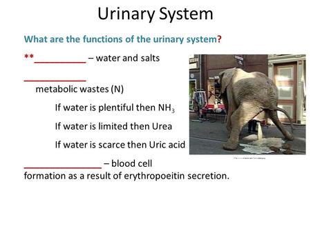 What are the functions of the urinary system? **__________ – water and salts ____________ metabolic wastes (N) If water is plentiful then NH 3 If water.