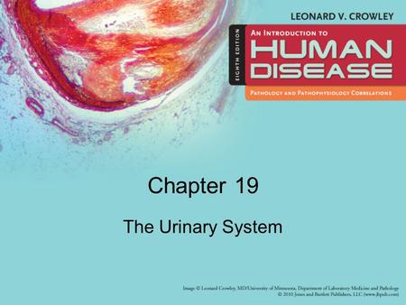 Chapter 19 The Urinary System.