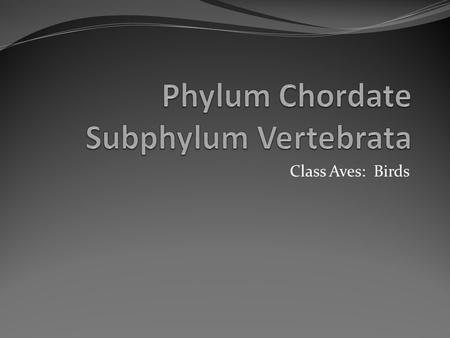 Class Aves: Birds.  Evolved from small, carnivorous dinosaurs about 150 million years ago.  Oldest known bird fossils belong to the species named Archaeopteryx.