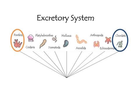 Excretory System.