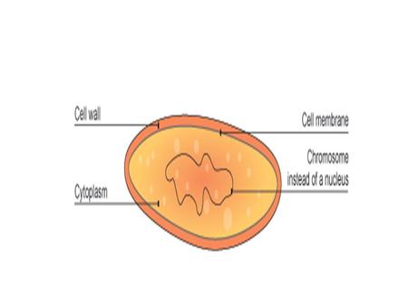 Cell Wall FUNGIBACTERIAVIRUSES CELL MEMBRANE CELL WALL CELL NUCLEUS.