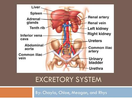 EXCRETORY SYSTEM By: Chayla, Chloe, Meagan, and Rhys.