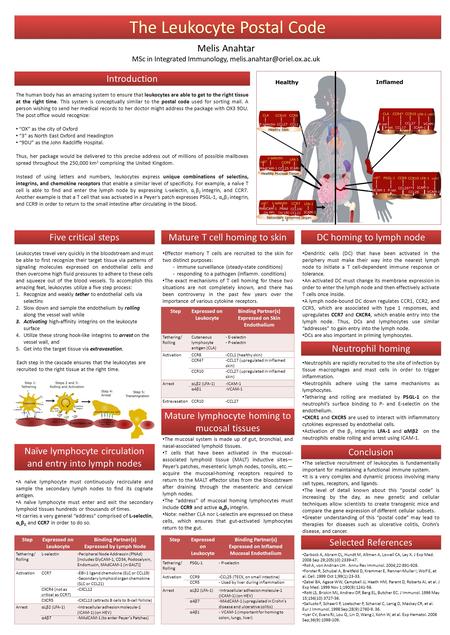 Melis Anahtar MSc in Integrated Immunology, Introduction Five critical steps Naïve lymphocyte circulation and entry into lymph.