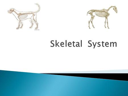  Types of bones  Cortical bone  Cancellous bone  Bone classification  long bones  short bones  flat bones  pneumatic bones  irregular bones sesamoid.