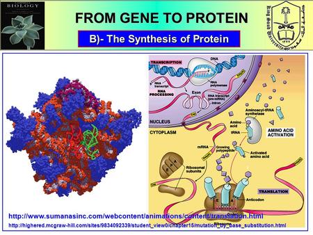 1 B)- The Synthesis of Protein FROM GENE TO PROTEIN