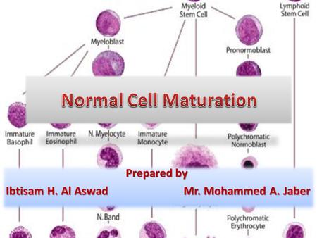 Normal Cell Maturation