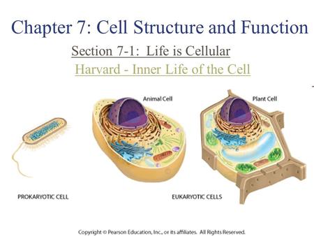 Chapter 7: Cell Structure and Function