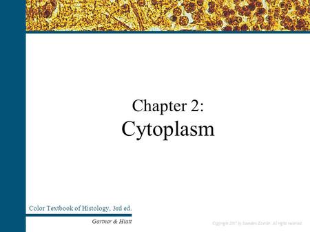 Copyright 2007 by Saunders/Elsevier. All rights reserved. Chapter 2: Cytoplasm Color Textbook of Histology, 3rd ed. Gartner & Hiatt Copyright 2007 by Saunders/Elsevier.