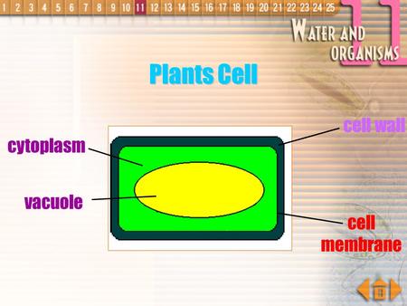 Plants Cell cell wall cytoplasm vacuole cell membrane.